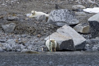 Polar bear (Ursus maritimus) playing with washed ashore garbage and discarded nylon fishing net