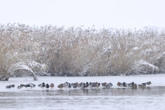 Flock of mallards, wild ducks (Anas platyrhynchos) males, drakes and females resting on ice of