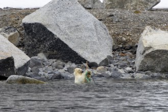 Polar bear (Ursus maritimus) playing with washed ashore garbage and discarded nylon fishing net