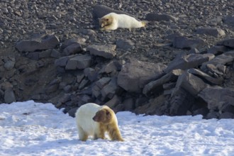 Two polar bears (Ursus maritimus) with blood covered heads after feeding on killed walrus along the