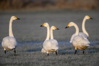Whooper swans (Cygnus cygnus), Emsland, Lower Saxony, Germany