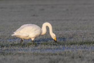 Whooper swan (Cygnus cygnus), Emsland, Lower Saxony, Germany