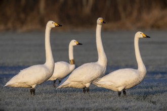 Whooper swans (Cygnus cygnus) and Tundra Swan (Cygnus bewickii) with neckband marking, Emsland,