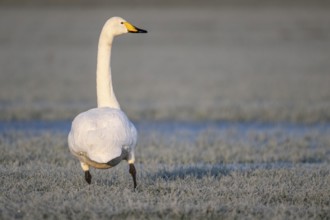 Whooper swan (Cygnus cygnus), Emsland, Lower Saxony, Germany