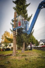Worker cutting tree on crane, sawdust flying, autumn landscape in the background, tree work,