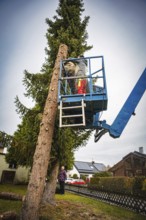 Workers on a lift next to a tall conifer in residential area, tree work, Gechingen, Calw district,