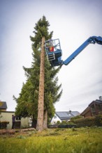 Workers on crane platform remove branches of a tall tree in front of houses, tree work, Gechingen,