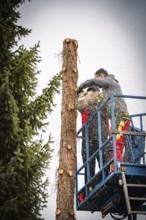 Two workers on crane platform cut tree trunks, chips fall, tree work, Gechingen, Calw district,