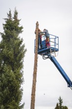Workers on crane platform cutting tall tree next to another tree, tree work, Gechingen, Calw
