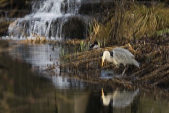 A grey heron (Ardea cinerea) stands on the riverbank next to a small waterfall, surrounded by dense