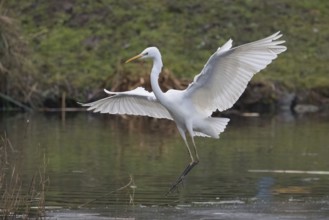 A Great White Egret (Ardea alba) landing elegantly on the water, Hesse, Germany