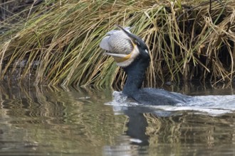 Cormorant (Phalacrocorax carbo) with fish in its beak in reedy waters, Hesse, Germany
