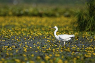 Little Egret (Egretta garzetta) in the midst of flowering echidnas Hungary