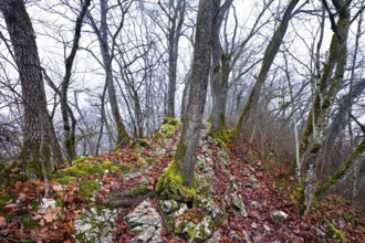 Moss-covered trees surrounded by distinctive limestone formation, Lägerngrat, Baden, Canton Aargau,