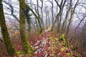 Limestone trail leads through forest covered with moss trees, Lägerngrat, Baden, Aargau Canton,