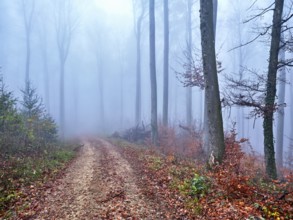 Beech forest (Fagus sylvatica), in autumn in the fog, Canton Aargau, Switzerland