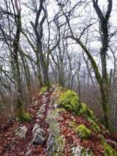 Moss-covered trees surrounded by distinctive limestone formation, Lägerngrat, Baden, Canton Aargau,