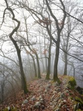 Trees surrounded by moss-covered, distinctive limestone formation, Lägerngrat, Baden, Canton