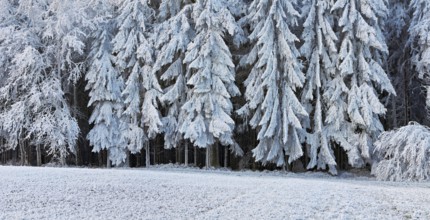 Winter landscape with forest and meadows in hoarfrost, Beinwil, Freiamt, Canton of Aargau,