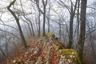 Trees surrounded by moss-covered, distinctive limestone formation, Lägerngrat, Baden, Canton