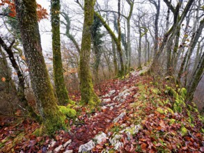 Limestone trail leads through forest covered with moss trees, Lägerngrat, Baden, Aargau Canton,