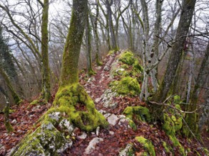 Moss-covered trees surrounded by distinctive limestone formation, Lägerngrat, Baden, Canton Aargau,