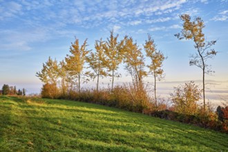 Autumn coloured birch trees (Betula pendula), above the sea of fog, Beinwil-Freiamt, Canton,