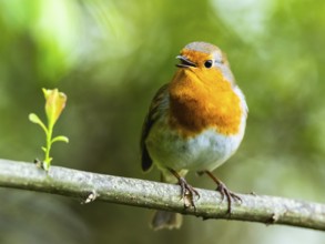 European Robinin in his environment. His Latin name is Erithacus rubecula
