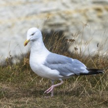 Herring Gull, Sea Gull, Gulls on Dorset cliff, England, United Kingdom