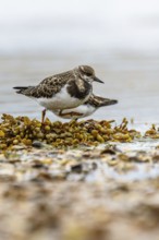 Ruddy Turnstone, Arenaria interpres, United Kingdom