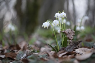 Early-flowering spring geophytes in a beech forest, Münsterland, North Rhine-Westphalia, Germany