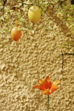 Still life with Easter eggs, Germany