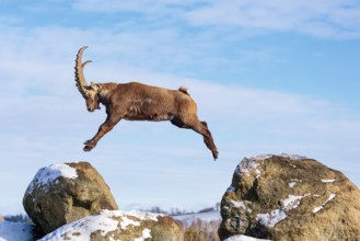 A male ibex (Capra ibex) jumps from rock to rock. Morning light against a blue sky with clouds.