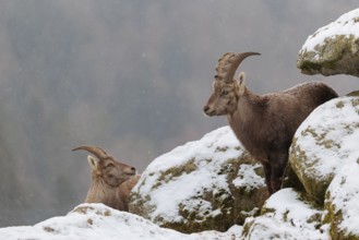 A young female ibex (Capra ibex) stands between rocks in the snowstorm. A forest can be seen dimly