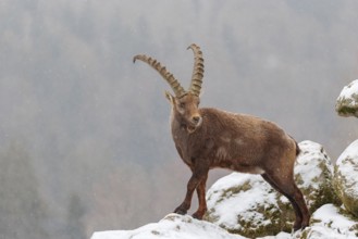 A male ibex (Capra ibex) stands on a rock in the snowstorm. A forest can be seen dimly in the