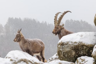 A male and a female ibex (Capra ibex) stand on a rock in the snowstorm. A forest can be seen dimly