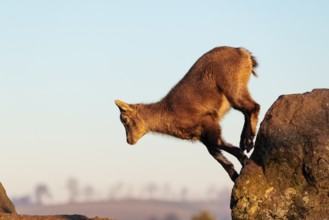 A young female ibex (Capra ibex) jumps from rock to rock. Morning light against a blue sky with