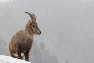 A female ibex (Capra ibex) stands on a rock in the snowstorm. A forest can be seen dimly in the