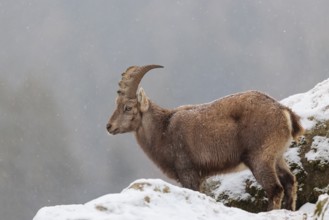 A female ibex (Capra ibex) stands between rocks in the snowstorm. A forest can be seen dimly in the