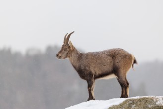 A female ibex (Capra ibex) stands on a rock in the snowstorm. A forest can be seen dimly in the