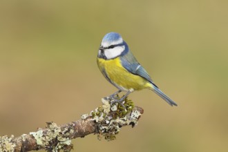 Blue tit (Parus caeruleus), sitting on a branch overgrown with moss and lichen, Wildlife, Animals,