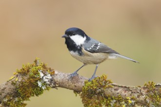 Fir tit (Periparus ater), sitting on a branch overgrown with moss and lichen, Wildlife, Animals,