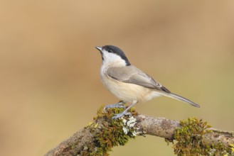 Marsh tit (Parus palustris), sitting on a branch overgrown with moss and lichen, Wildlife, Animals,