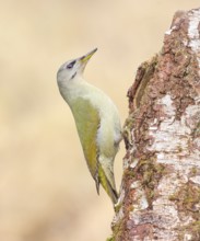 Grey-headed woodpecker (Picus canus), or lesser spotted woodpecker, female on a birch tree,