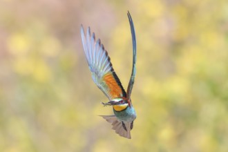 Bee-eater (Merops apiaster) approaching the breeding den.wildlife, mating, migratory bird, raptor,