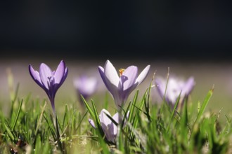Beautiful crocus flower, early spring, Germany