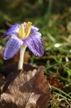 Beautiful crocus flower, early spring, Germany