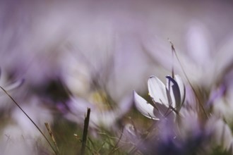 Beautiful crocus blossom at the beginning of March, Germany