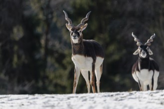 Two male blackbucks (Antilope cervicapra) stand in a snow covered meadow on a sunny morning,
