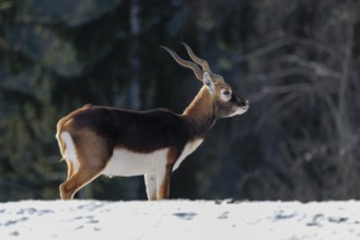 A male blackbuck (Antilope cervicapra) stands in a snow covered meadow on a sunny morning, backlit